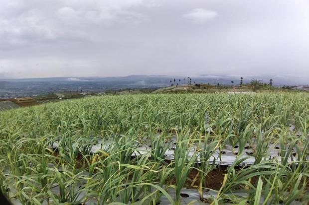 Kementan Konsisten Jalankan Aturan Wajib Tanam Bagi Importir Bawang Putih