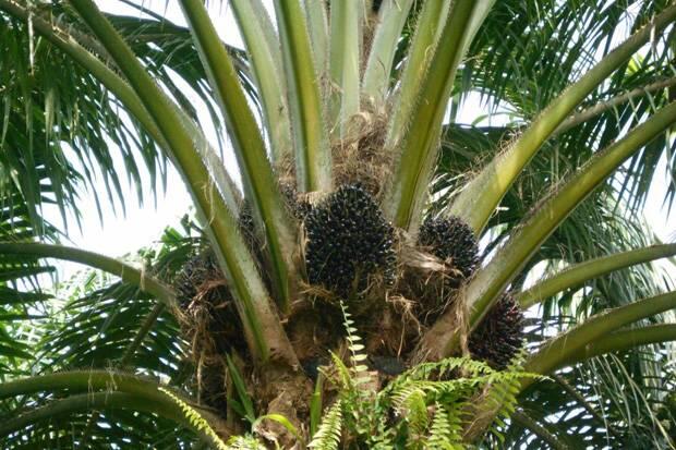PKT Bisa Jadi Solusi Hadapi Ketidakpastian Harga Industri Kelapa Sawit