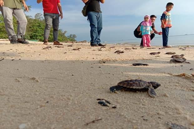 Ratusan Bayi Penyu Sisik, Dilepasliarkan ke Laut Bangka