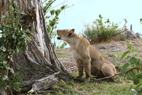 Setelah Membunuh Ibunya, Inilah Yang Dilakukan Singa Terhadap Bayi Mangsanya