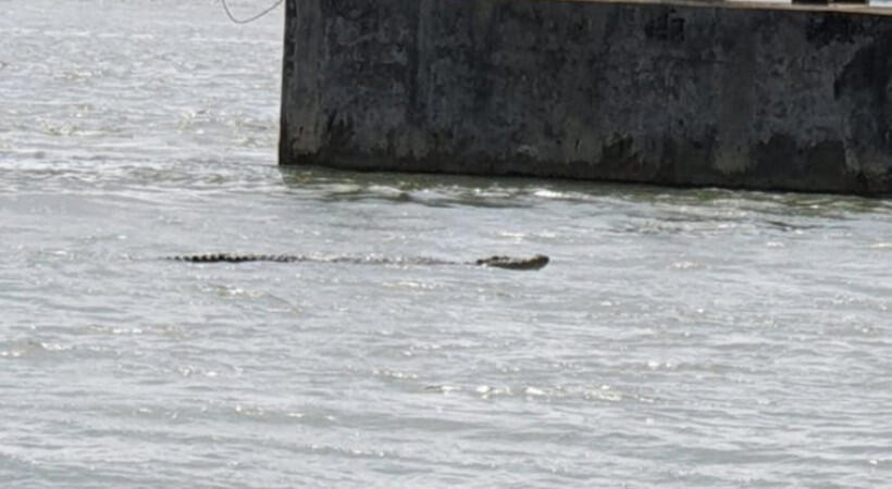 Teror Buaya di Perairan Cilacap, Nelayan Harap Hati-hati