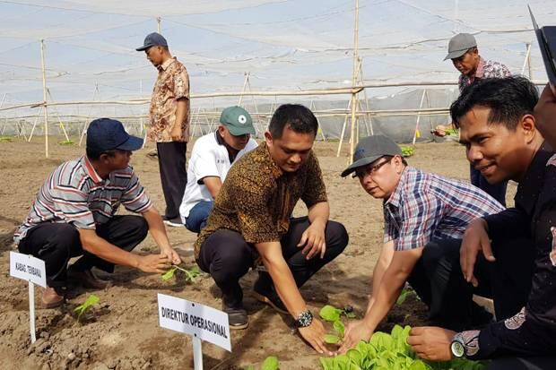 PTPN X Tanam Tembakau Seluas 510 Hektar