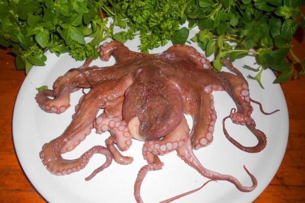 5 Tips Olah Daging Gurita Agar Empuk & Enak Dimakan