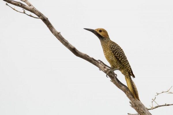7 Burung Endemik dari Kuba dengan Bentuk Eksotis