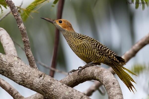 7 Burung Endemik dari Kuba dengan Bentuk Eksotis