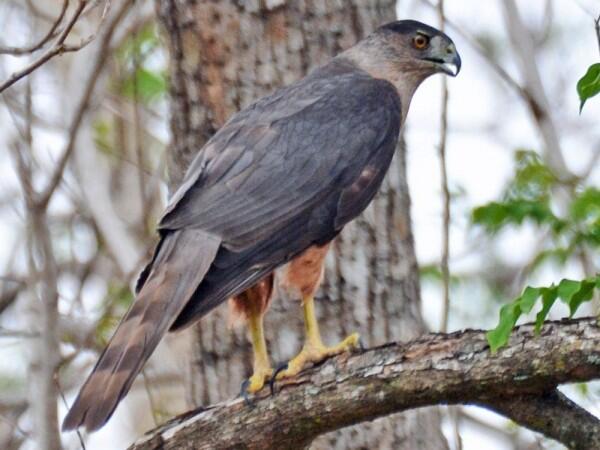 7 Burung Endemik dari Kuba dengan Bentuk Eksotis