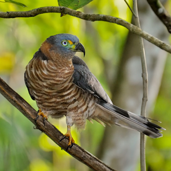 7 Burung Endemik dari Kuba dengan Bentuk Eksotis