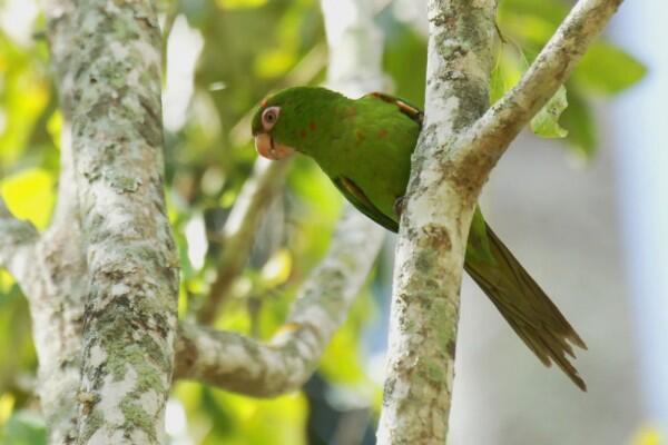 7 Burung Endemik dari Kuba dengan Bentuk Eksotis