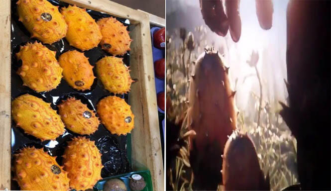 Ini Dia Buah Yang Di Panen Oleh Thanos Di Film Avengers : EndGame