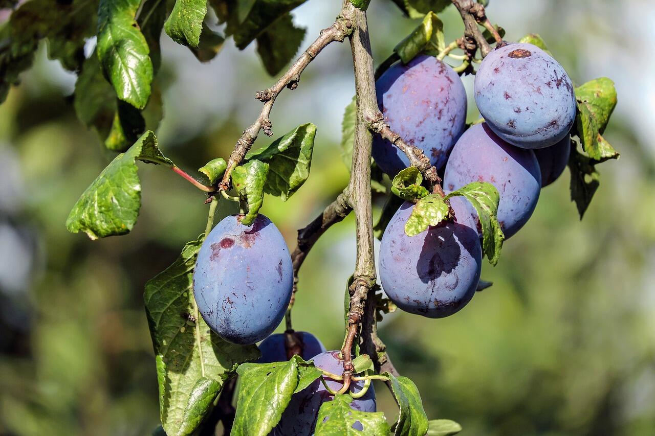 Buah Kekinian Ini, Bentuk Kering Bisa Buat Diet, Bentuk Utuh Banyak Manfaatnya