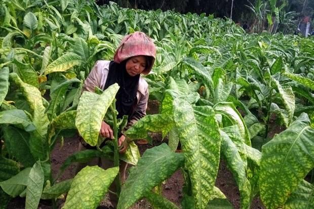 Tekanan LSM Asing ke Pemerintah Rugikan Petani Tembakau RI