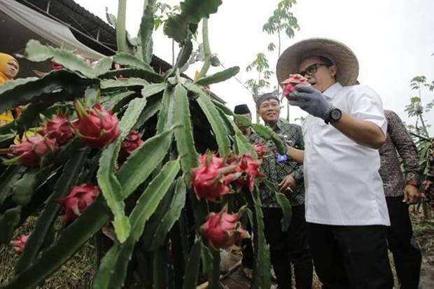 Kembangkan Buah Lokal Unggulan, 6.000 Hektare/Tahun Jadi Sentra Produksi