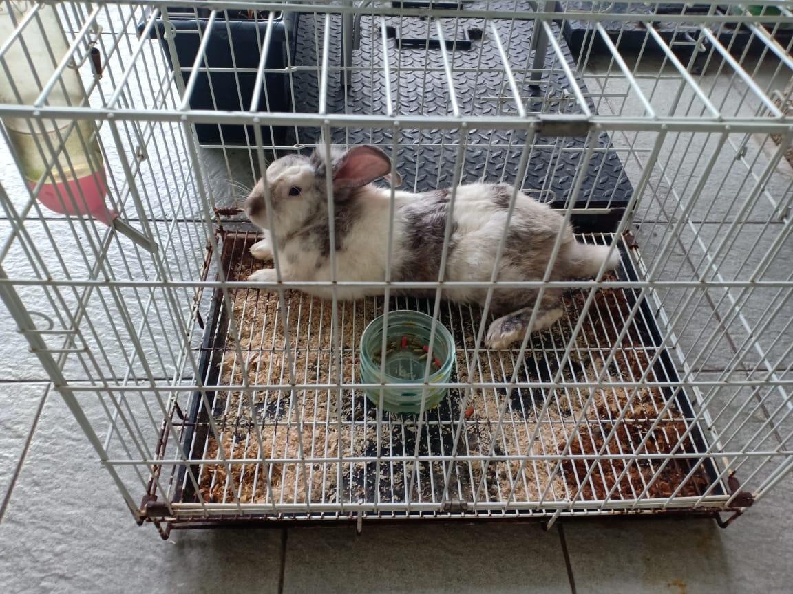 [FREE ADOPTION]Kelinci, Free Kandang