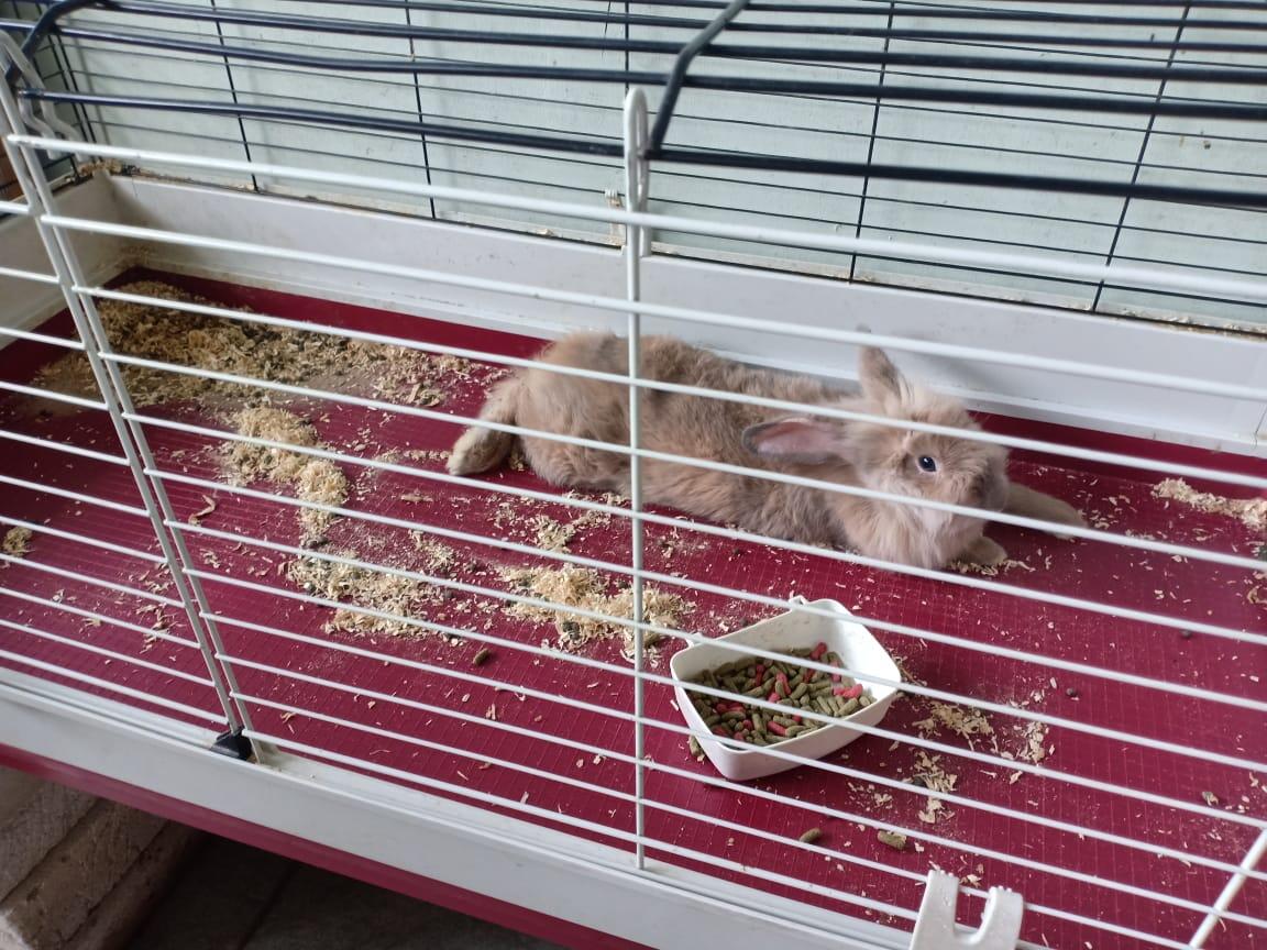 [FREE ADOPTION]Kelinci, Free Kandang