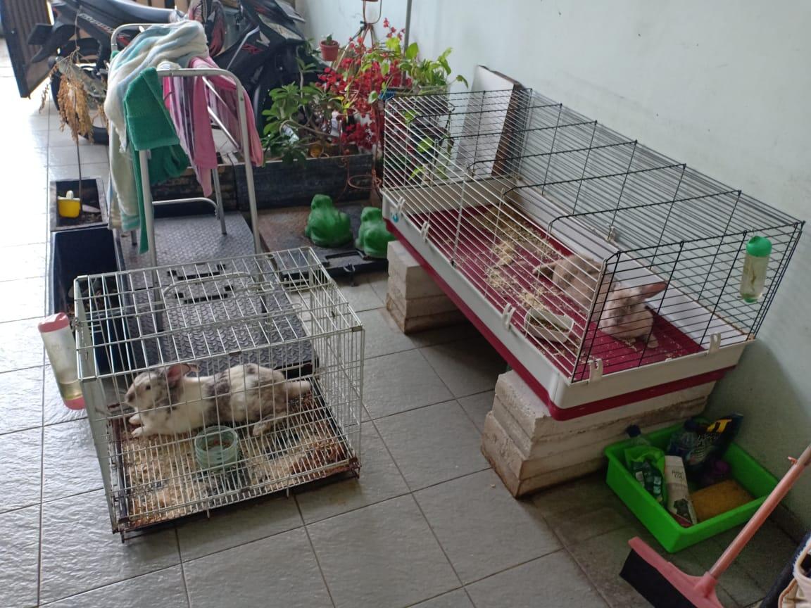 [FREE ADOPTION]Kelinci, Free Kandang