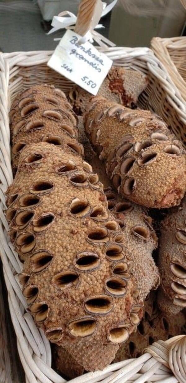 Tak Sengaja Trypophobia, 11 Benda Sederhana Ini Bikin Merinding Total