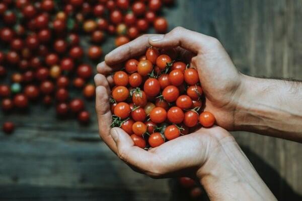 5 Langkah Mudah Bikin Manisan Tomat Rasa Kurma