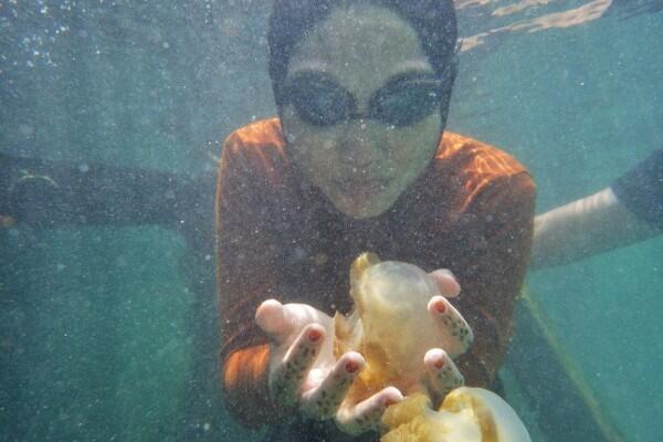 5 Alasan Kamu Harus ke Danau Kakaban, Surganya Ubur-ubur Jinak