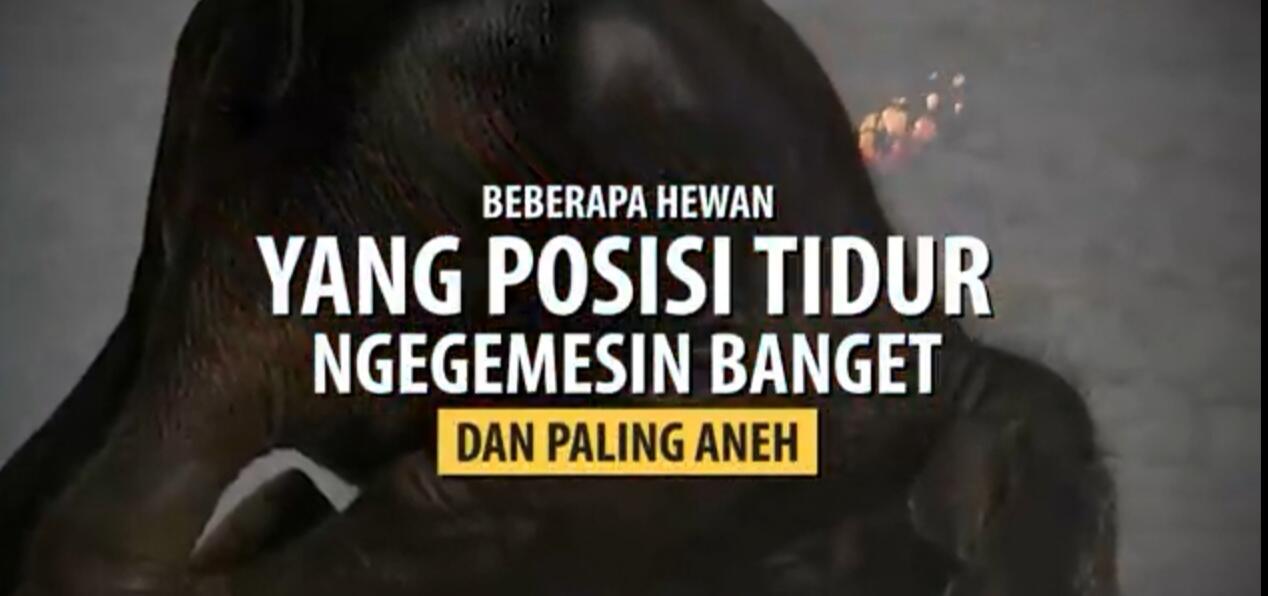 Dimanapun Jadi !! Gaya Hewan Tidur Yang Bikin Ngakak.