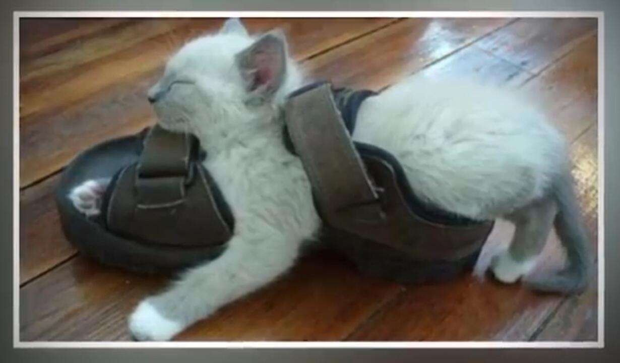 Dimanapun Jadi !! Gaya Hewan Tidur Yang Bikin Ngakak.