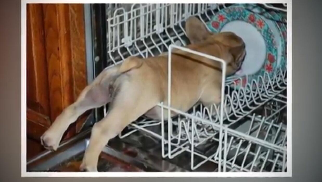 Dimanapun Jadi !! Gaya Hewan Tidur Yang Bikin Ngakak.