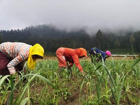 Harga Bawang Putih Sudah Turun, Kementan Tegas Terhadap Importir Nakal