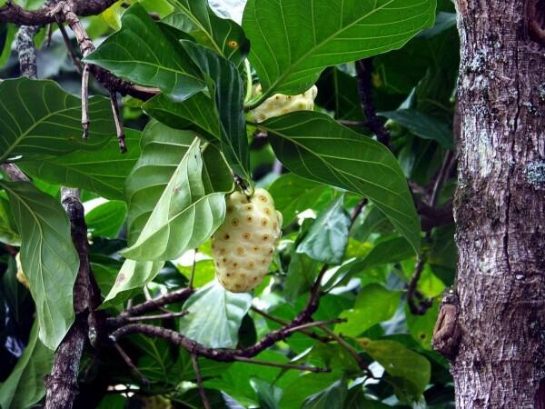 Tanpa Pemutih, Ini 4 Trik Ampuh Bikin Mukena Lebih Bersih & Kinclong!