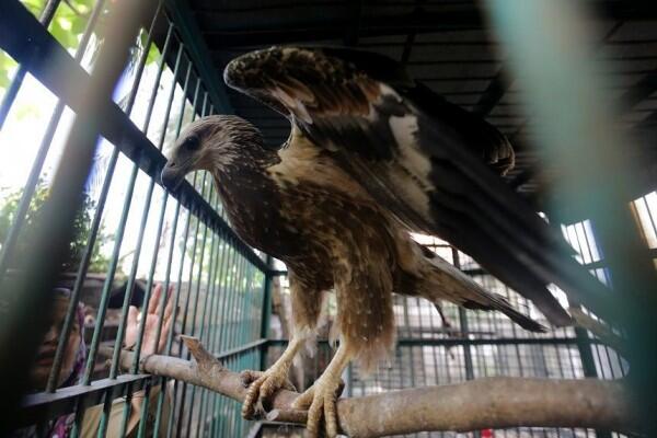 KLKH: Populasi Satwa Liar Indonesia Meningkat