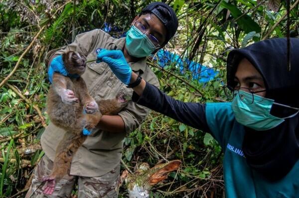 KLKH: Populasi Satwa Liar Indonesia Meningkat