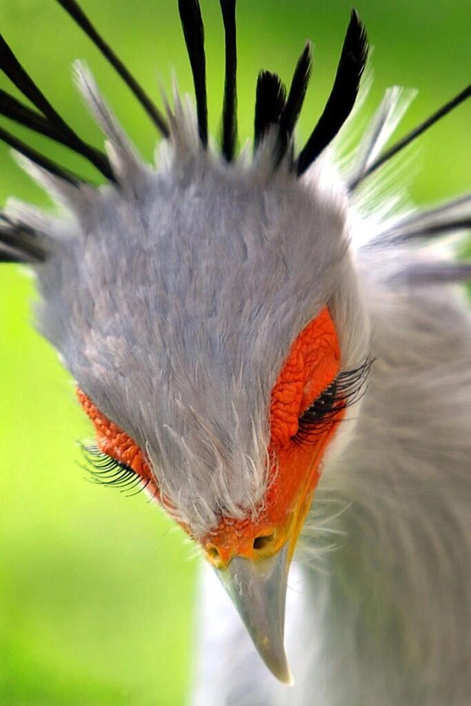 Cantik Banget! Bulu Mata Burung Ini Fix Bikin Cewek-cewek Iri