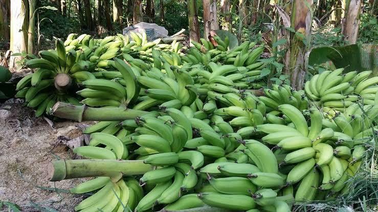 kerjasama usaha lantak pisang