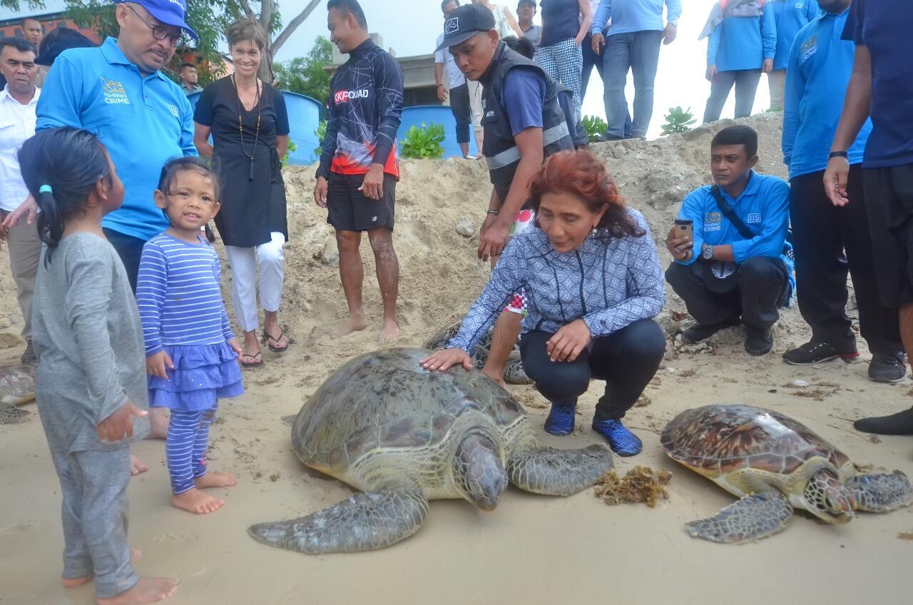 Menteri Susi Lepas Liarkan Penyu dan Napoleon di Natuna