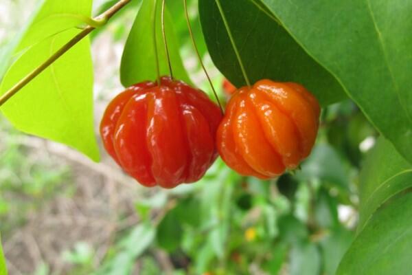 Mengenal Buah Dewandaru, Superfood yang Jarang Diketahui