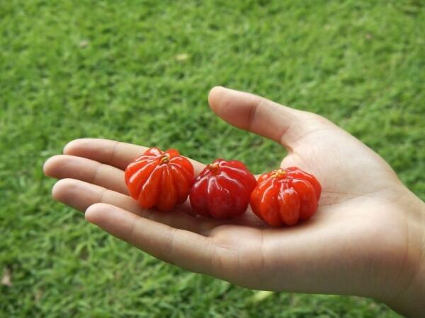 Mengenal Buah Dewandaru, Superfood yang Jarang Diketahui