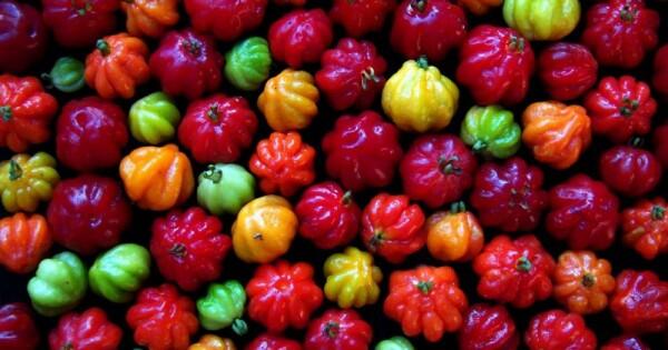 Mengenal Buah Dewandaru, Superfood yang Jarang Diketahui