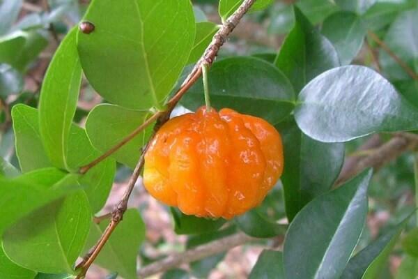 Mengenal Buah Dewandaru, Superfood yang Jarang Diketahui