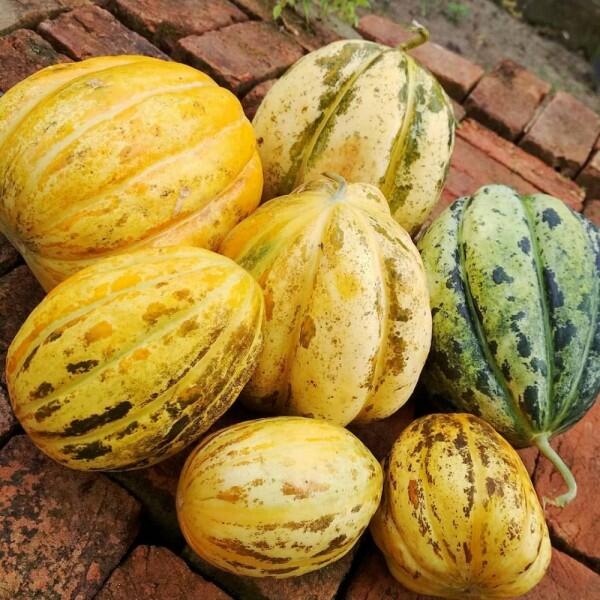 5 Tips Memilih Buah Blewah yang Segar untuk Buka Puasa