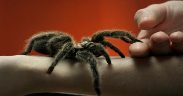 Kamu yang Arachnofobia Pasti Merinding Berat Lihat 10 Foto Ini