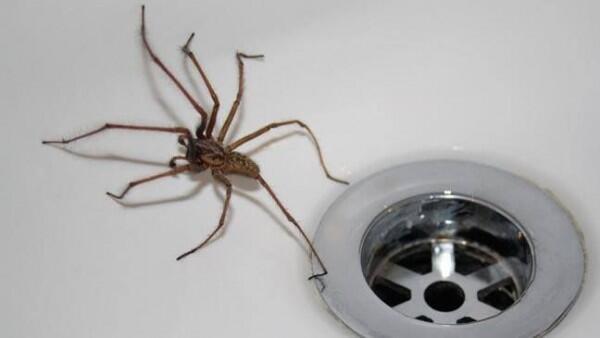 Kamu yang Arachnofobia Pasti Merinding Berat Lihat 10 Foto Ini