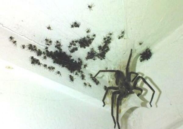 Kamu yang Arachnofobia Pasti Merinding Berat Lihat 10 Foto Ini