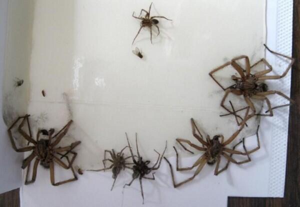 Kamu yang Arachnofobia Pasti Merinding Berat Lihat 10 Foto Ini
