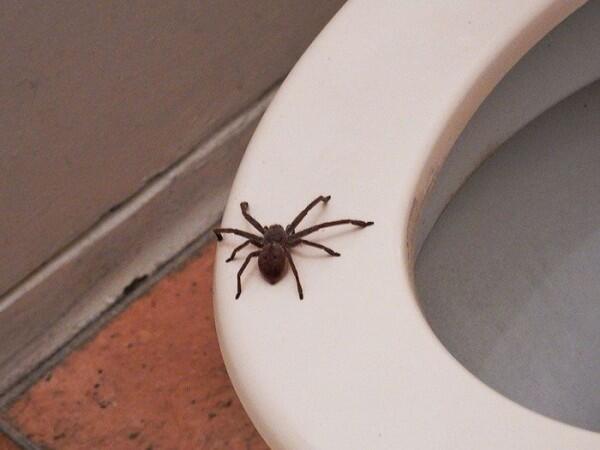 Kamu yang Arachnofobia Pasti Merinding Berat Lihat 10 Foto Ini