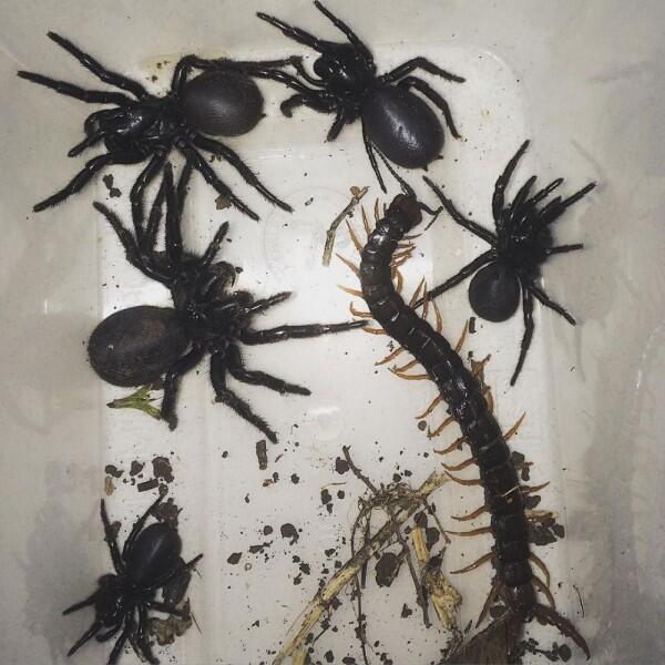 Kamu yang Arachnofobia Pasti Merinding Berat Lihat 10 Foto Ini
