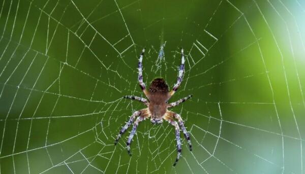 Kamu yang Arachnofobia Pasti Merinding Berat Lihat 10 Foto Ini