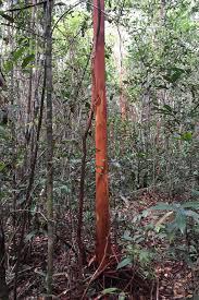 Berburu dan Panen Jamur Kulat Sisik di Hutan with Video