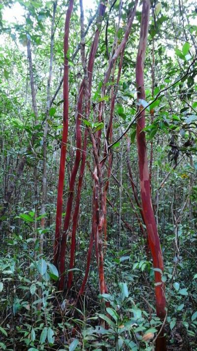 Berburu dan Panen Jamur Kulat Sisik di Hutan with Video