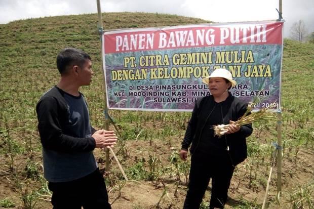 Tanam Bawang Putih dengan Importir, Petani di Sulut Raup Untung