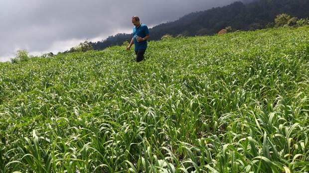 Kementan Libatkan Perbankan Kejar Target Swasembada Bawang Putih