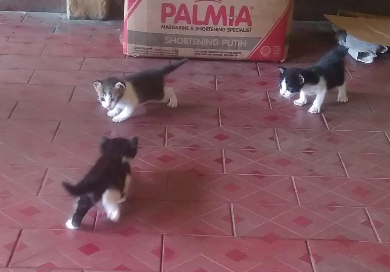 HIBAH KUCING! MASIH ANAK, BELUM ADA 1 BULAN (BEKASI DAN SEKITARNYA)