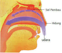 Hidung Kok Bisa Hafal Berbagai Macam Bau !! Gimana Caranya? 